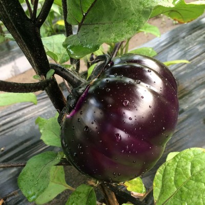 Семена баклажана Джаз F1 округлой формы, (100 с.) Lark Seeds
